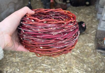 Willow Basket Workshop - Introductory
